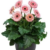 Gerbera jamesonii 'Patio Fundy' Gerbera jamesonii 'Patio Fundy'