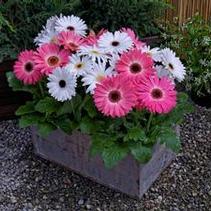 Gerbera jamesonii 'Marjorette Mix' Gerbera jamesonii 'Marjorette Mix'