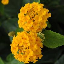Lantana camara 'Little Lucky Pot of Gold' Lantana camara 'Little Lucky Pot of Gold'