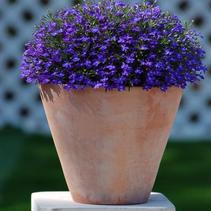 Lobelia erinus 'Suntory Compact Blue' Lobelia erinus 'Suntory Compact Blue'