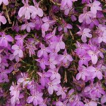 Lobelia erinus 'Suntory Trailing Pink' Lobelia erinus 'Suntory Trailing Pink'