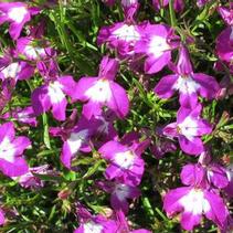 Lobelia erinus 'Suntory Trailing Purple Eye' Lobelia erinus 'Suntory Trailing Purple Eye'