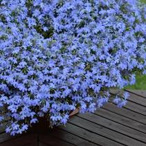 Lobelia erinus 'Suntory Trailing Sky Blue' Lobelia erinus 'Suntory Trailing Sky Blue'