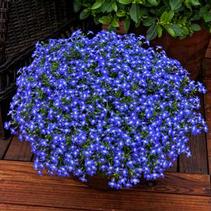 Lobelia erinus 'Techno Heat Upright Blue' Lobelia erinus 'Techno Heat Upright Blue'
