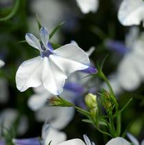 Lobelia erinus 'Techno Heat Upright Delft Blue' Lobelia erinus 'Techno Heat Upright Delft Blue'