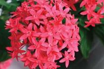 Pentas lanceolata 'Falling Star Hot Pink' Pentas lanceolata 'Falling Star Hot Pink'