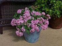 Pentas lanceolata 'Falling Star Pink Bicolor' Pentas lanceolata 'Falling Star Pink Bicolor'