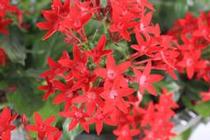 Pentas lanceolata 'Falling Star Red' Pentas lanceolata 'Falling Star Red'