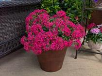 Pentas lanceolata 'Falling Star Rose' Pentas lanceolata 'Falling Star Rose'