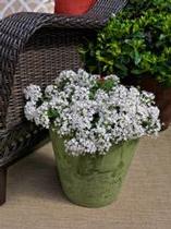 Pentas lanceolata 'Falling White' Pentas lanceolata 'Falling White'