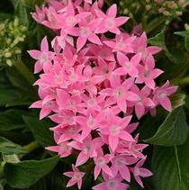 Pentas lanceolata 'Lucky Star Pink' Pentas lanceolata 'Lucky Star Pink'