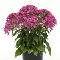 Pentas lanceolata 'Lucky Star Violet' Pentas lanceolata 'Lucky Star Violet'