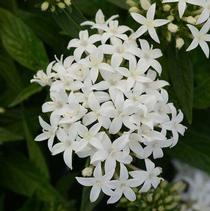 Pentas lanceolata 'Lucky Star White' Pentas lanceolata 'Lucky Star White'