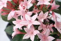 Pentas lanceolata 'Starcluster Appleblossom' Pentas lanceolata 'Starcluster Appleblossom'