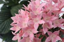 Pentas lanceolata 'Starcluster Pink' Pentas lanceolata 'Starcluster Pink'