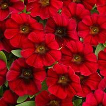 Petchoa hybrida 'SuperCal Crimson Red' Petchoa hybrida 'SuperCal Crimson Red'