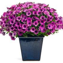 Osteospermum hybrida 'Soprano Purple' Osteospermum hybrida 'Soprano Purple'