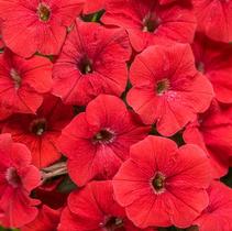 Petunia hybrida 'Supertunia Really Red' Petunia hybrida 'Supertunia Really Red'