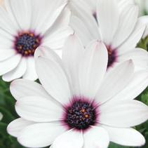 Osteospermum hybrida 'Soprano White' Osteospermum hybrida 'Soprano White'