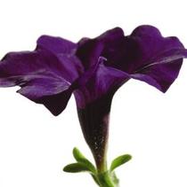 Petunia hybrida 'Easy Wave Blue' Petunia hybrida 'Easy Wave Blue'