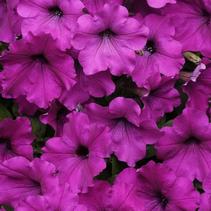 Petunia hybrida 'Easy Wave Violet Imp' Petunia hybrida 'Easy Wave Violet Imp'