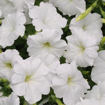 Petunia hybrida 'Easy Wave White' Petunia hybrida 'Easy Wave White'