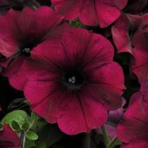Petunia hybrida 'Easy Wave Burgundy Velour' Petunia hybrida 'Easy Wave Burgundy Velour'