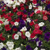 Petunia hybrida 'Easy Wave Flag Mix' Petunia hybrida 'Easy Wave Flag Mix'