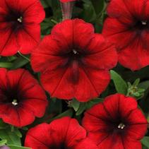 Petunia hybrida 'Easy Wave Red Velour' Petunia hybrida 'Easy Wave Red Velour'