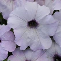 Petunia hybrida 'Easy Wave Silver' Petunia hybrida 'Easy Wave Silver'