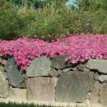 Petunia hybrida 'Wave Pink' Petunia hybrida 'Wave Pink'