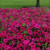 Petunia hybrida 'Wave Purple' Petunia hybrida 'Wave Purple'