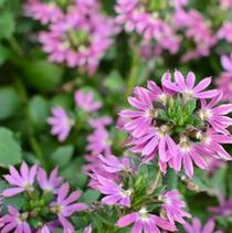 Scaevola aemula 'Surdiva Fashion Pink' Scaevola aemula 'Surdiva Fashion Pink'