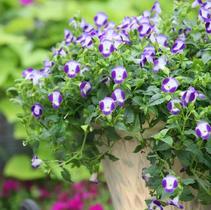 Torenia hybrida 'Summer Wave Bouquet Blue' Torenia hybrida 'Summer Wave Bouquet Blue'