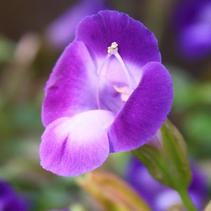 Torenia hybrida 'Summer Wave Bouquet Deep Blue' Torenia hybrida 'Summer Wave Bouquet Deep Blue'