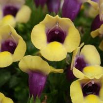 Torenia hybrida 'Summer Wave Bouquet Gold' Torenia hybrida 'Summer Wave Bouquet Gold'
