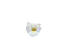 Torenia hybrida 'Summer Wave Bouquet White' Torenia hybrida 'Summer Wave Bouquet White'