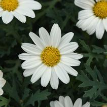 Argyranthemum frutescens 'Alessia' Argyranthemum frutescens 'Alessia'