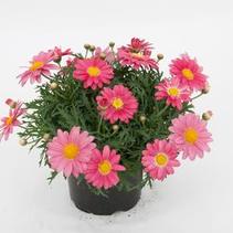 Argyranthemum frutescens 'LaRita Hot Pink' Argyranthemum frutescens 'LaRita Hot Pink'