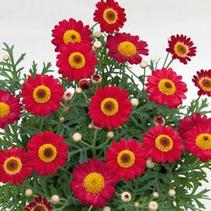 Argyranthemum frutescens 'LaRita Red' Argyranthemum frutescens 'LaRita Red'