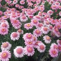 Argyranthemum frutescens 'LaRita Rose' Argyranthemum frutescens 'LaRita Rose'