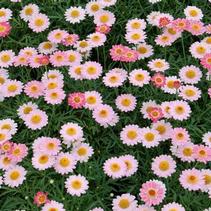 Argyranthemum frutescens 'LaRita Salmon Pink' Argyranthemum frutescens 'LaRita Salmon Pink'