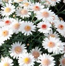 Argyranthemum frutescens 'LaRita Toffee' Argyranthemum frutescens 'LaRita Toffee'