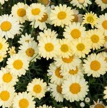 Argyranthemum frutescens 'LaRita Yellow' Argyranthemum frutescens 'LaRita Yellow'