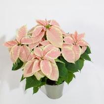 Poinsettia euphorbia pulcherrima 'Christmas Joy Marble' Poinsettia euphorbia pulcherrima 'Christmas Joy Marble'