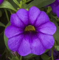 Calibrachoa hybrida 'Cabrio Amethyst' Calibrachoa hybrida 'Cabrio Amethyst'