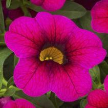 Calibrachoa hybrida 'Cabrio Burgundy' Calibrachoa hybrida 'Cabrio Burgundy'