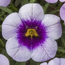 Calibrachoa hybrida 'Cabrio Eclipse Lilac' Calibrachoa hybrida 'Cabrio Eclipse Lilac'