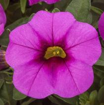 Calibrachoa hybrida 'Cabrio Pink' Calibrachoa hybrida 'Cabrio Pink'