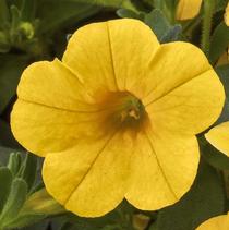 Calibrachoa hybrida 'Cabrio Yellow' Calibrachoa hybrida 'Cabrio Yellow'